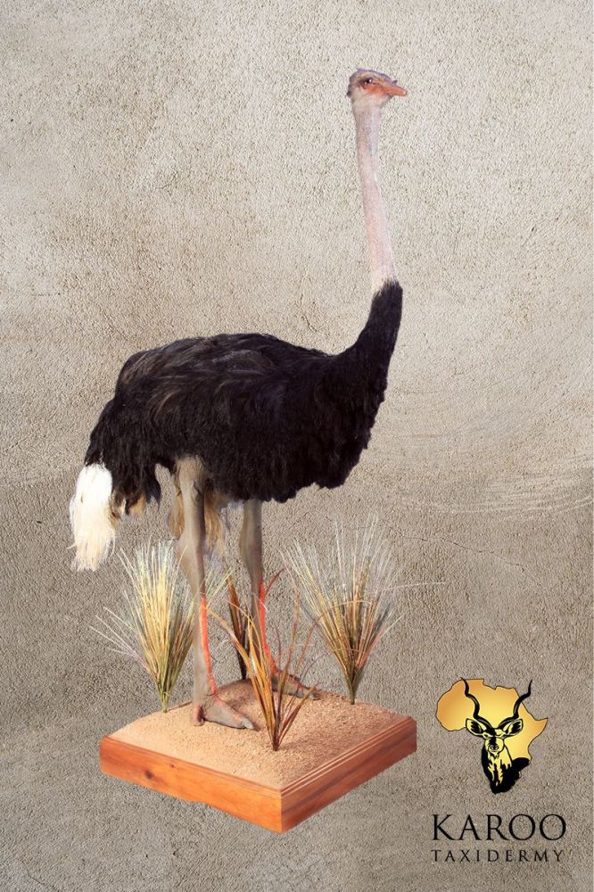 Ostrich Full Mount Straight