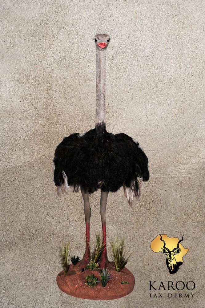 Ostrich Full Mount Straight Front