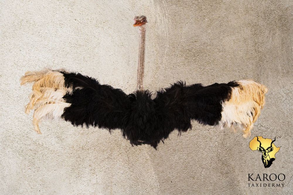 Ostrich Wall-Mounted Body Display – Wings Spread