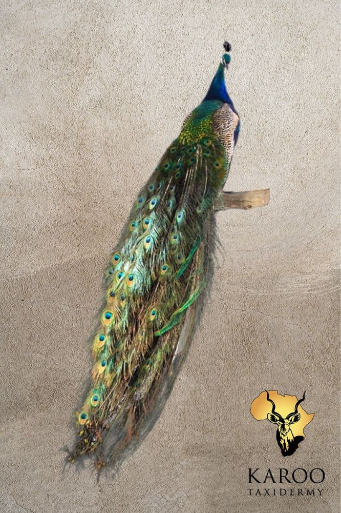 Peacock Full Mount