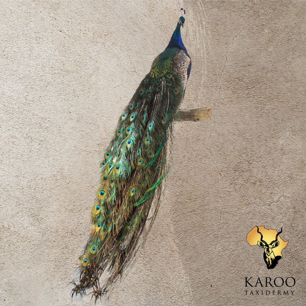 Peacock Full Mount – Perched with Cascading Train
