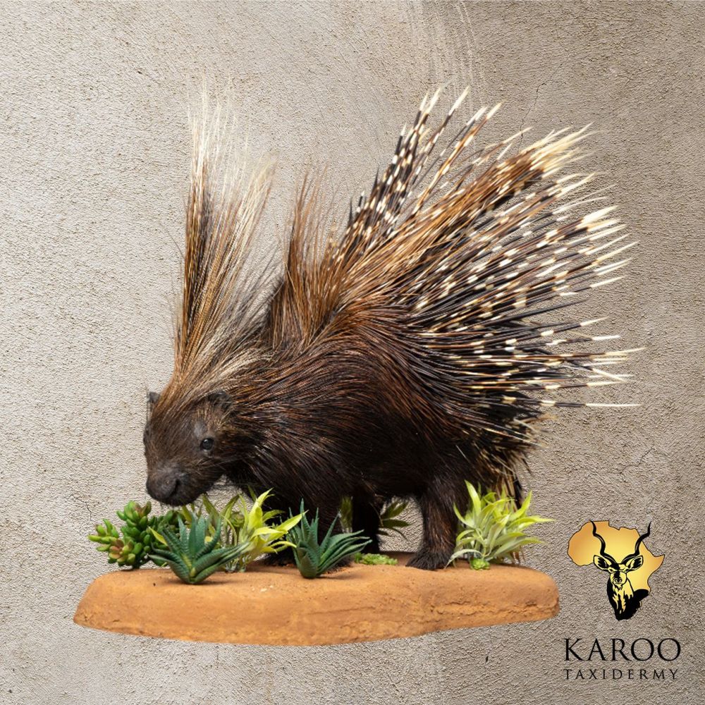 African Porcupine Full Mount Looking Straight