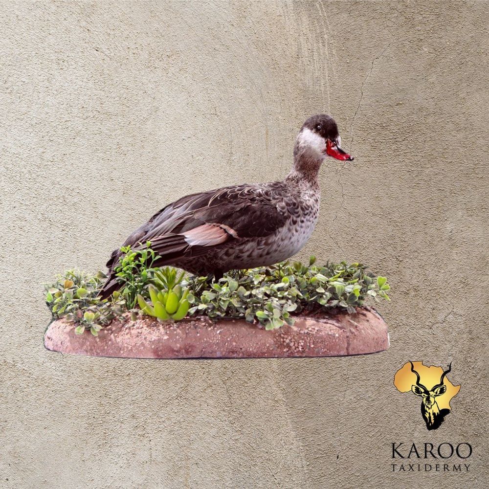 Red Billed Teal mounted on a custom rock floor Base