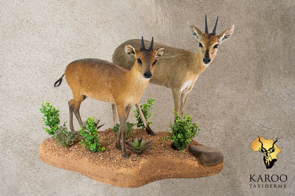 Red Duiker & Common Duiker Full Mounted on a Custom Habitat Floor Base
