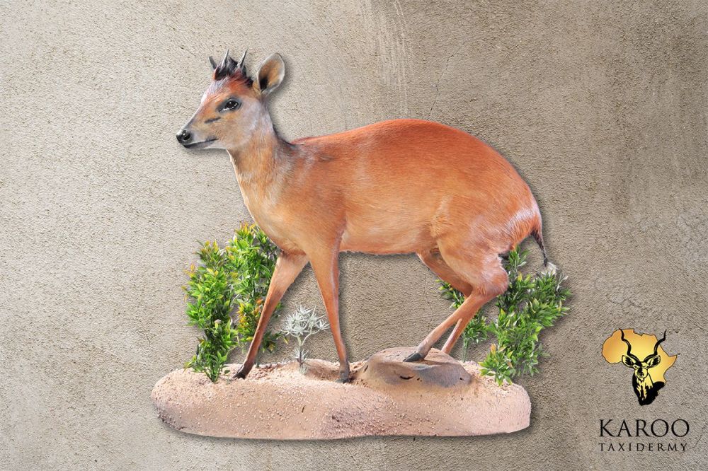 Red Duiker Full Mount - Straight- On a Custom Habitat Floor Base
