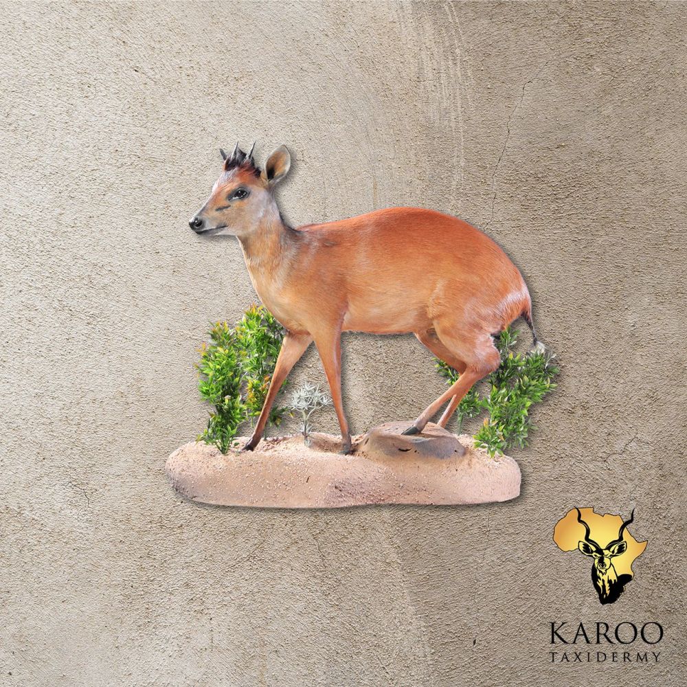 Red Duiker Full Mount - Straight- On a Custom Habitat Floor Base