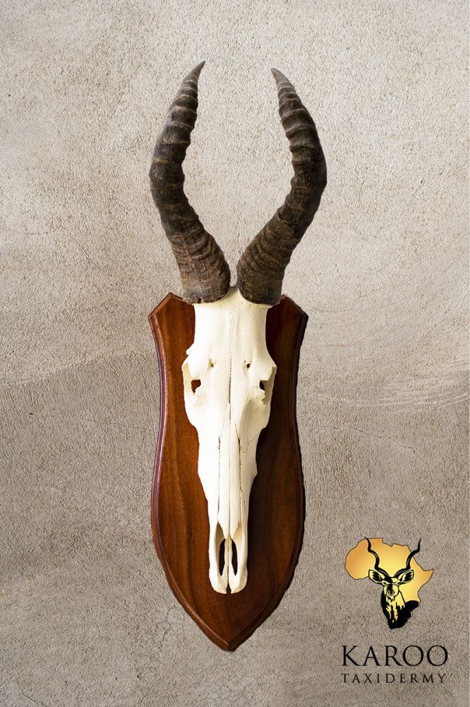 Red Hartebeest European Mount
