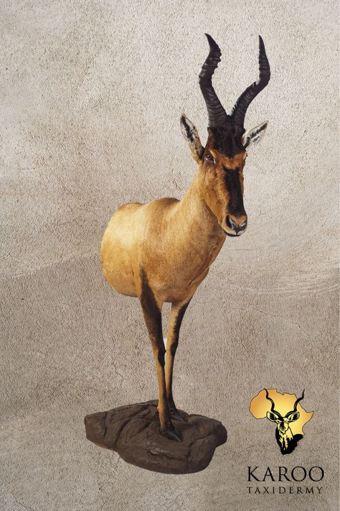 Red Hartebeest Half Body Mount Looking Straight
