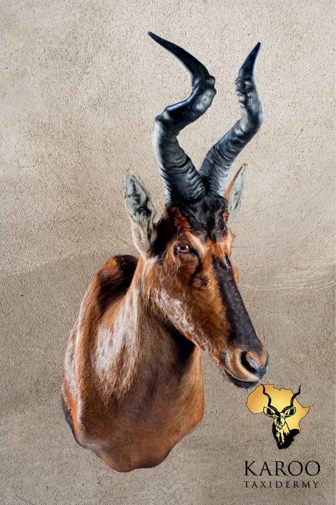 Red Hartebeest Shoulder Mount Looking 8th left