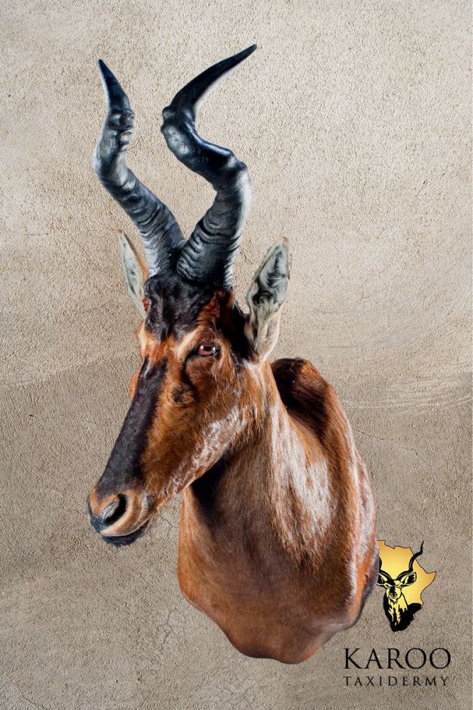 Red Hartebeest Shoulder Mount Looking 8th right