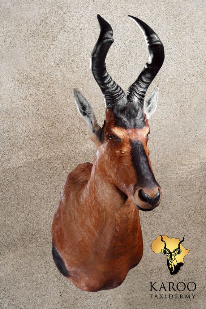 Red Hartebeest Shoulder Mount Looking Straight