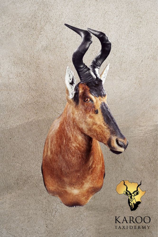 Red Hartebeest Shoulder Mount Looking Quarter left