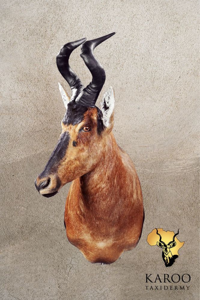 Red Hartebeest Shoulder Mount Looking Quarter Right