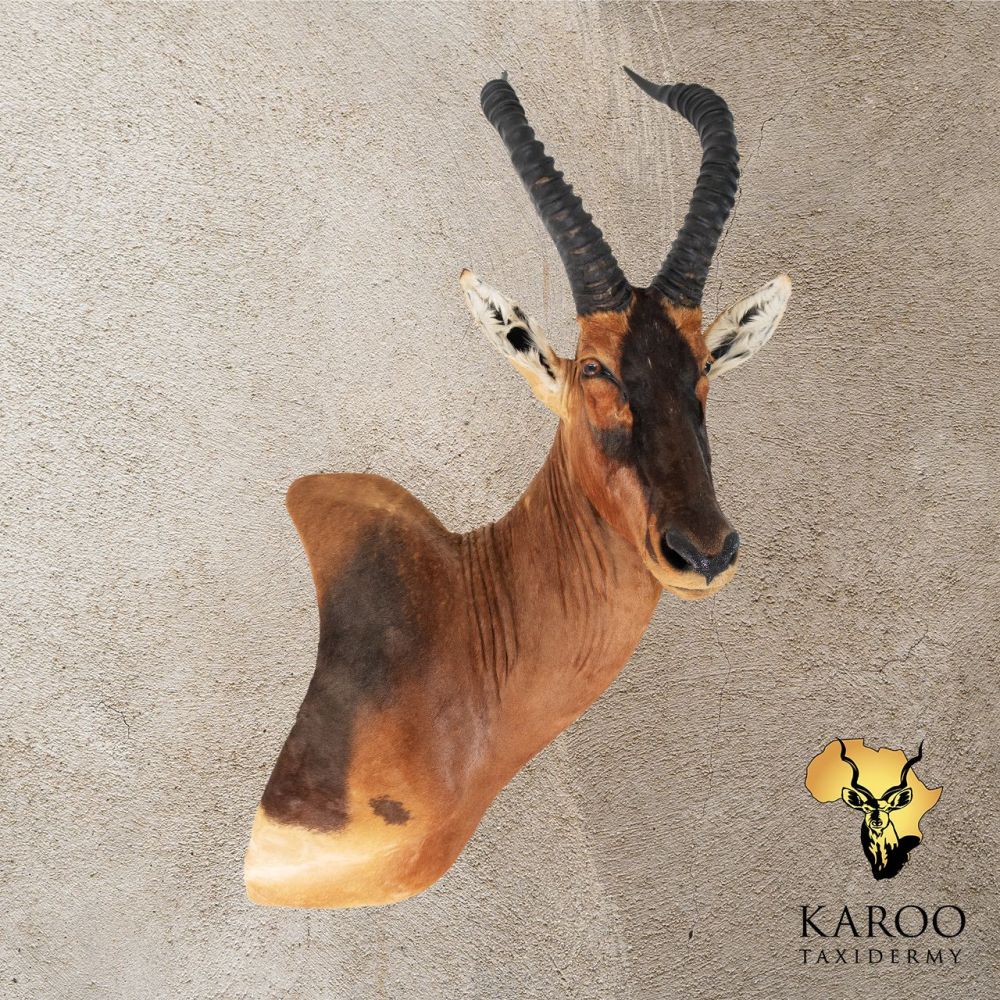 Red Hartebeest Wall Portrait Quarter Right