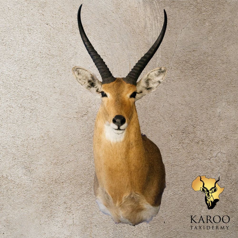 Common Reedbuck Shoulder Mount looking eighth Left