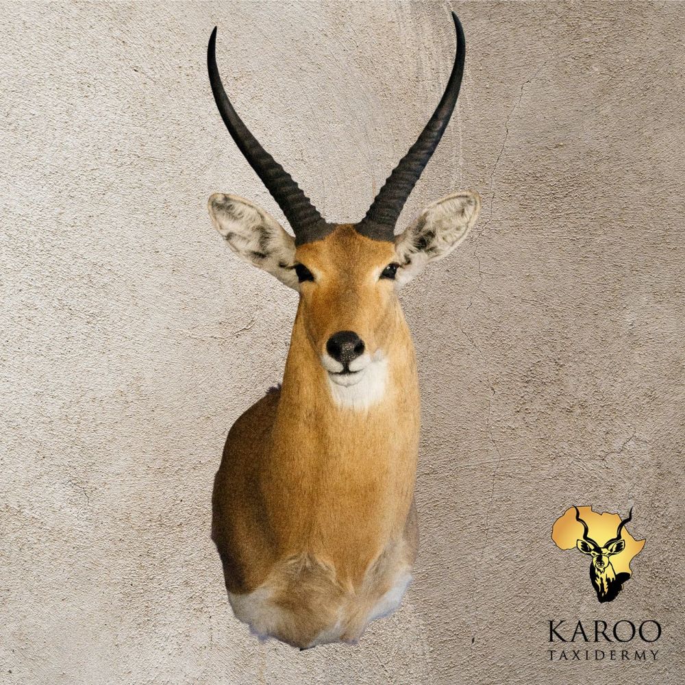 Common Reedbuck Shoulder Mount looking eighth Right