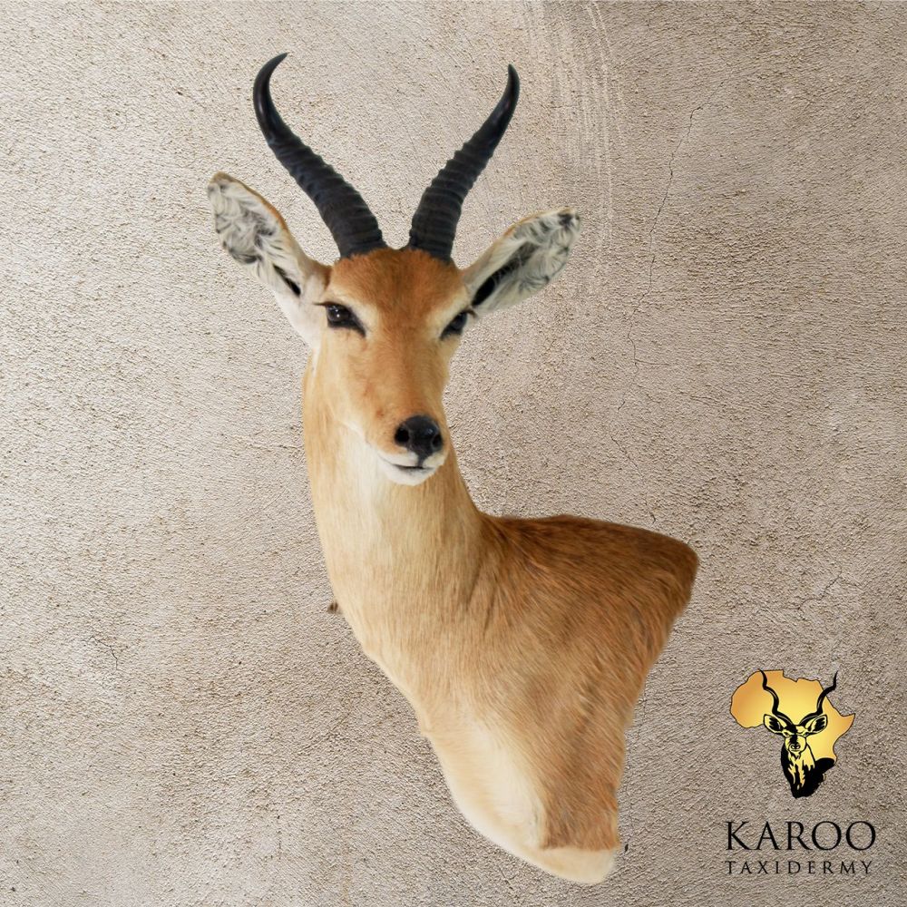 Common Reedbuck &ndash; Wall Pedestal &ndash; Right Turn &ndash; Looking ⅛ Right