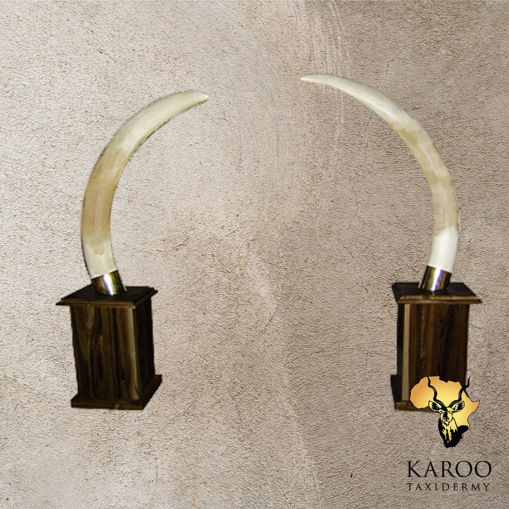 Elephant Tusks Reproduction on Pedestal Boxes