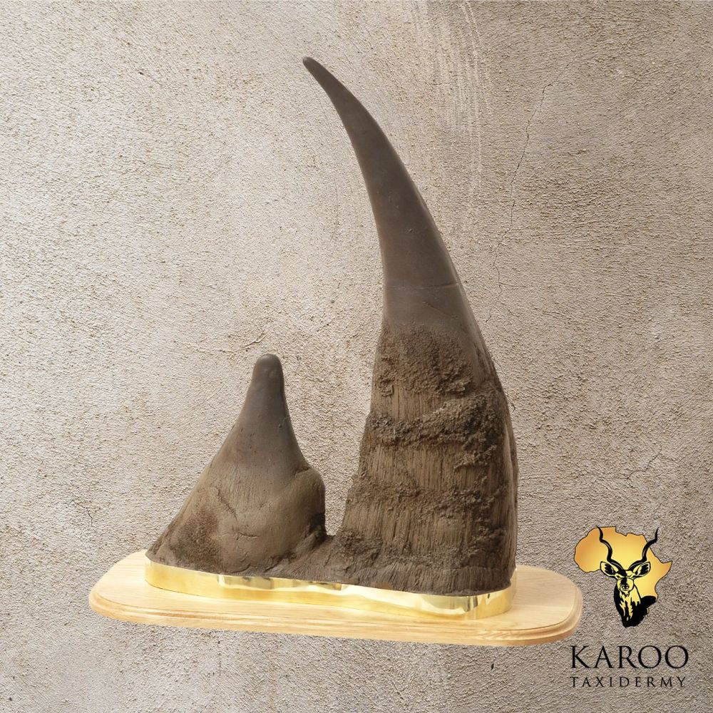 White Rhino Replica Horn Display