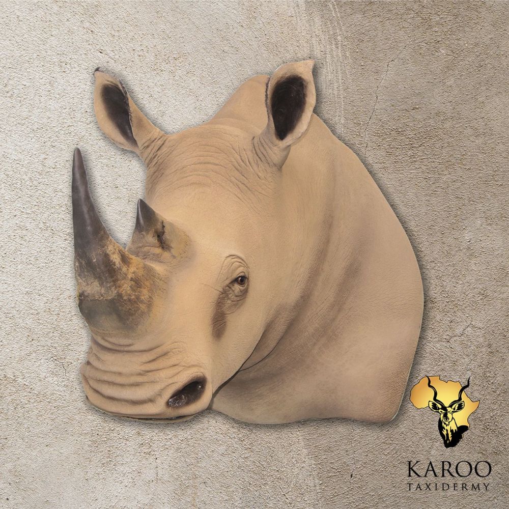 White Rhino Replica Shoulder Mount – Looking Straight