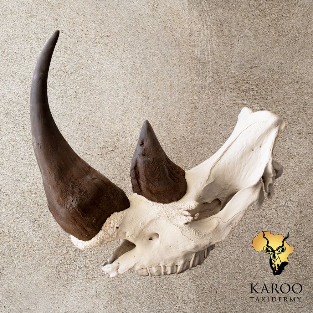 White Rhino Replica Bleached Skull with Replica Horns