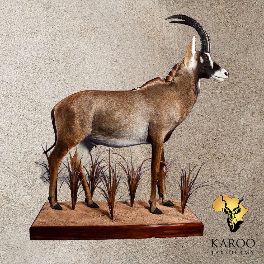 Roan Full Mounted Straight on a Wooden Floor Base with vegetation