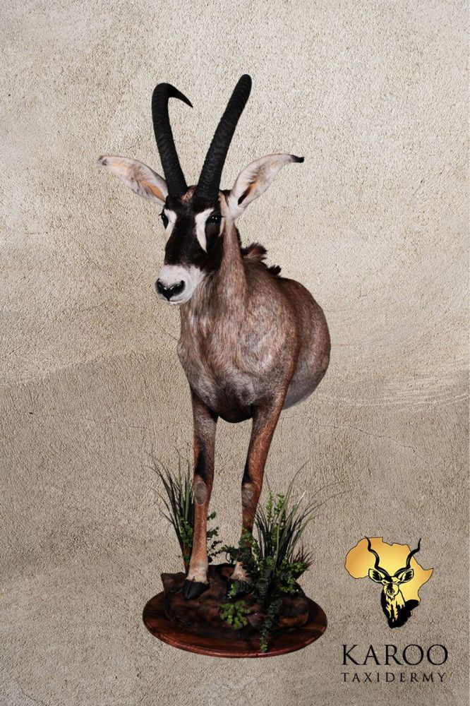 Roan Half body Mount Looking Straight