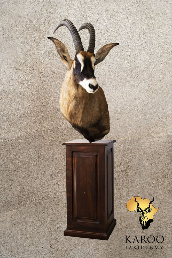 Roan Pedestal Mount Looking Quarter Left on Square Wooden Base