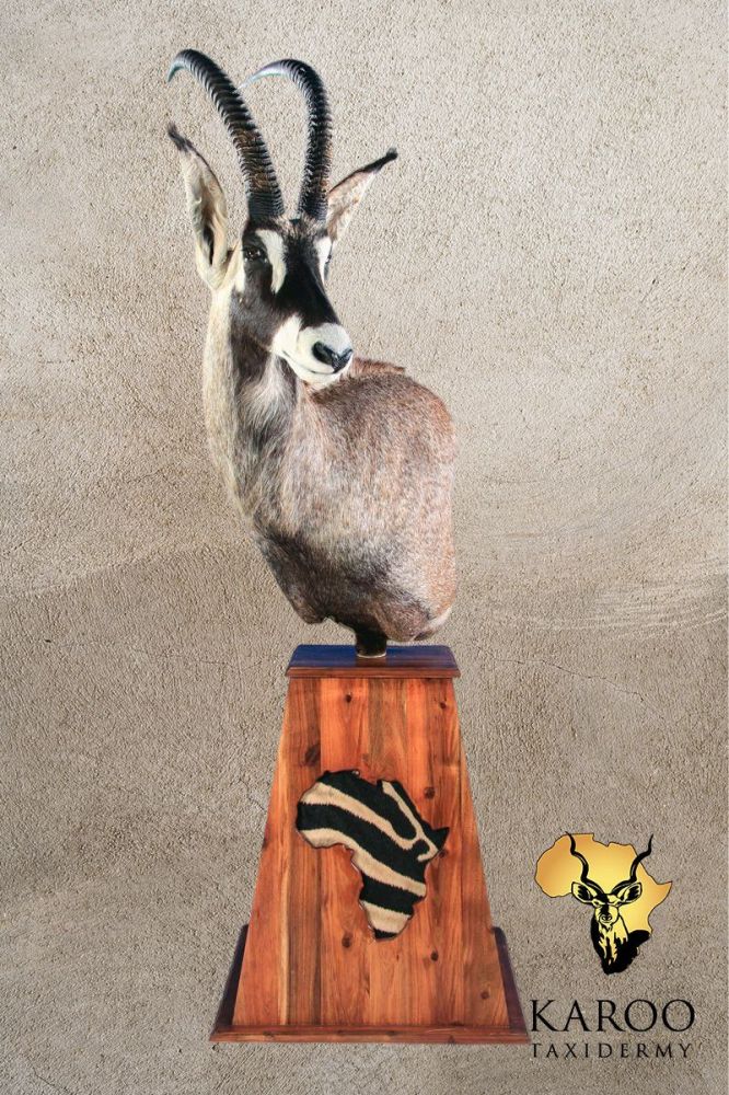 Roan Pedestal Mount Quarter Left Mounted on a Tapered Floor Base with map of Africa Zebra Inserts