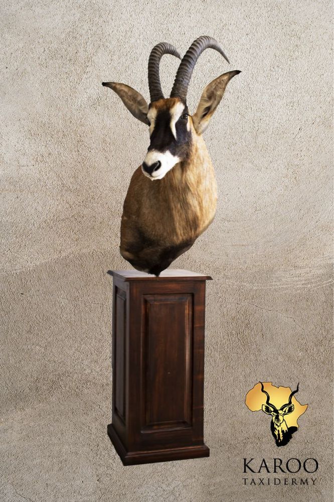 Roan Pedestal Mount Looking Quarter Right on Square Wooden Base