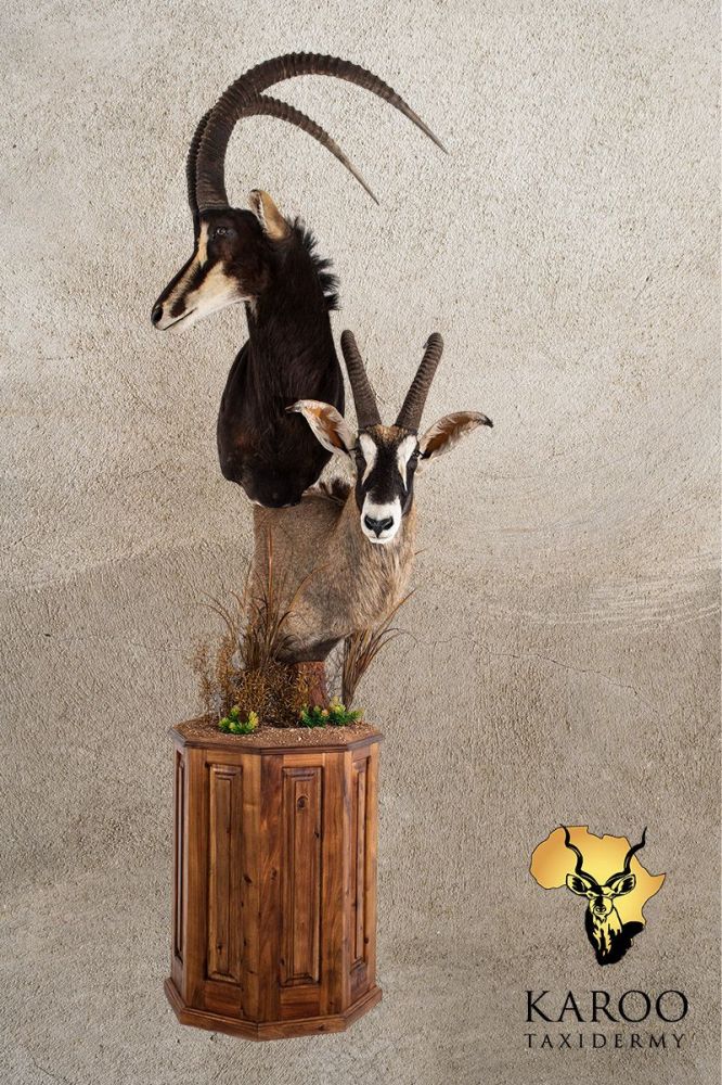 Roan, Sable Custom Pedestal Mount looking 1/2  Right & Roan  Pedestal, Right Turn looking straight on a custom octoganal floor pedestal finished with habitat vegetation.