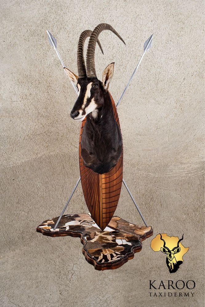 Sable Shoulder Mount Looking Eight Right Mounted onto a Zulu Shield with Spears with a Map of Africa Patch work Base