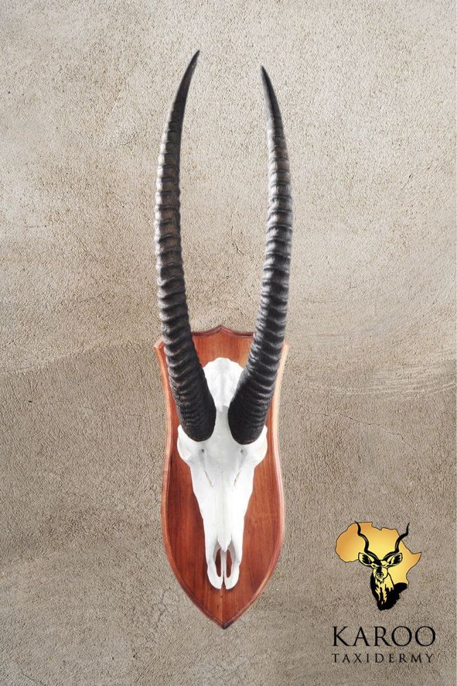Sable European Mount