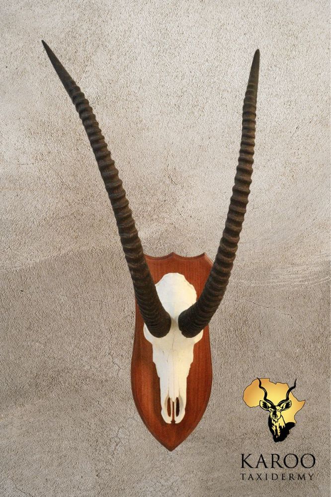 Sable European Mount