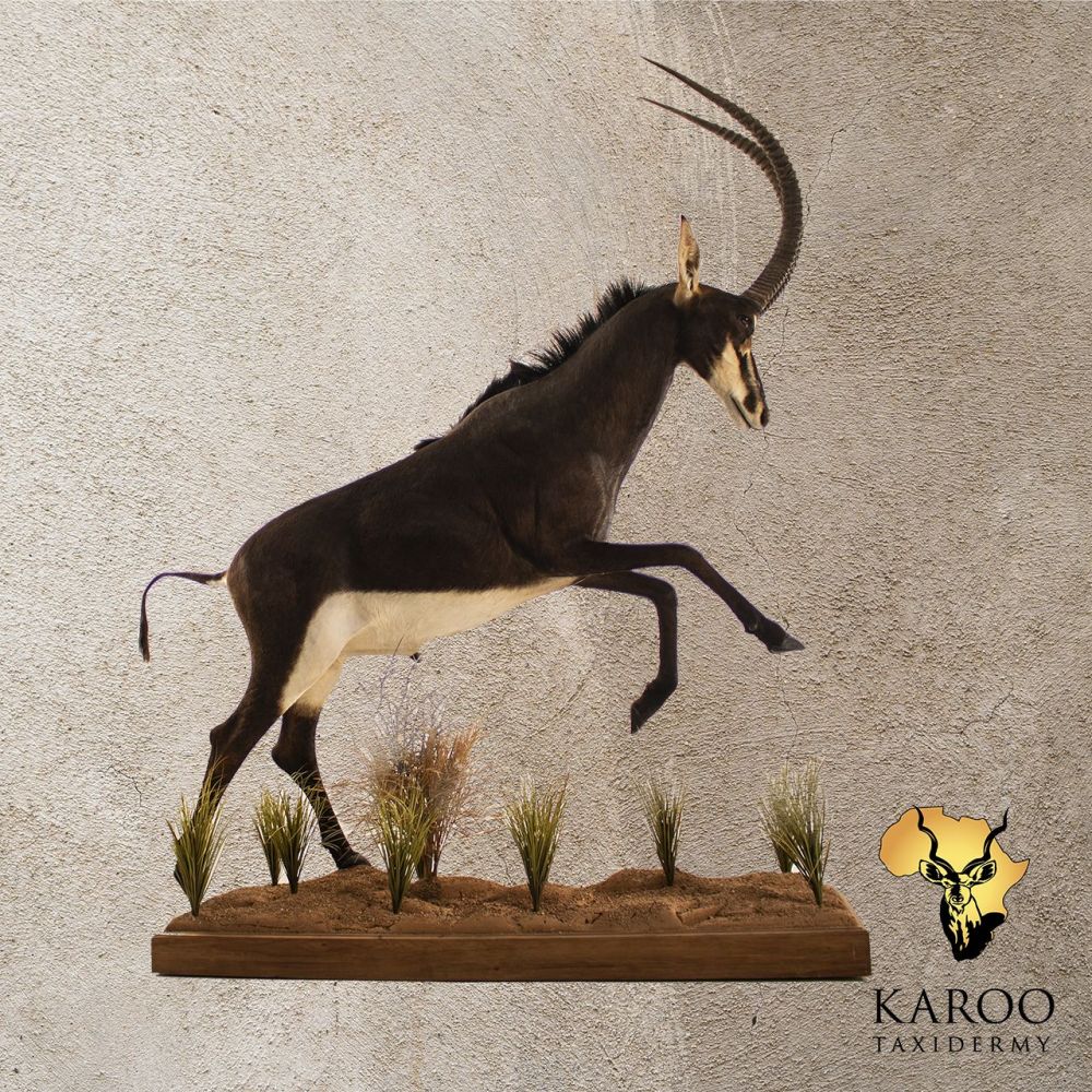 Sable Full Mount in a Jumping Pose Mounted onto a Wooden Floor base with Vegetation