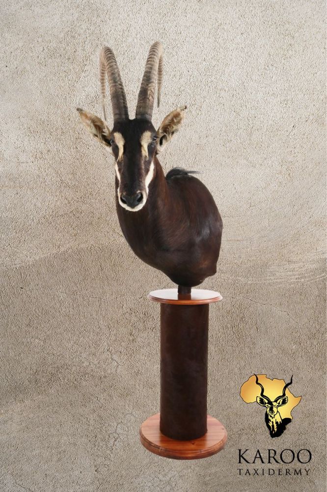 Sable Pedestal Mount Looking Eighth Left on s Custom Base covered with Sable Back Skin