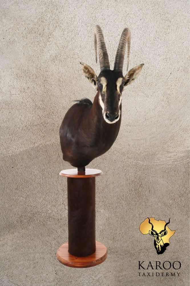 Sable Pedestal Mount Looking Eighth Right on a Custom Base covered with Sable Back Skin