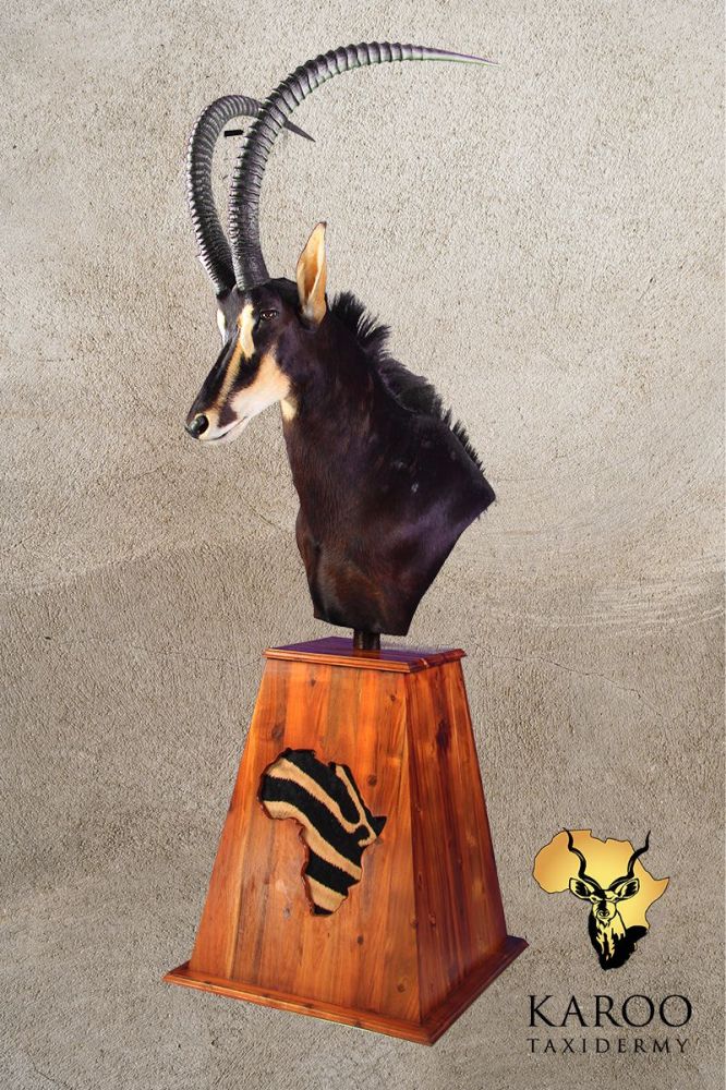 Sable Antelope Pedestal Mount &ndash; Looking Half Right on Tapered Floor Base with Zebra-Skin Africa Insert