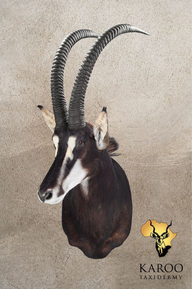 Sable Shoulder Mount Looking Eighth Right