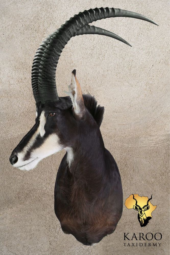 Sable Shoulder Mount Looking Half Right