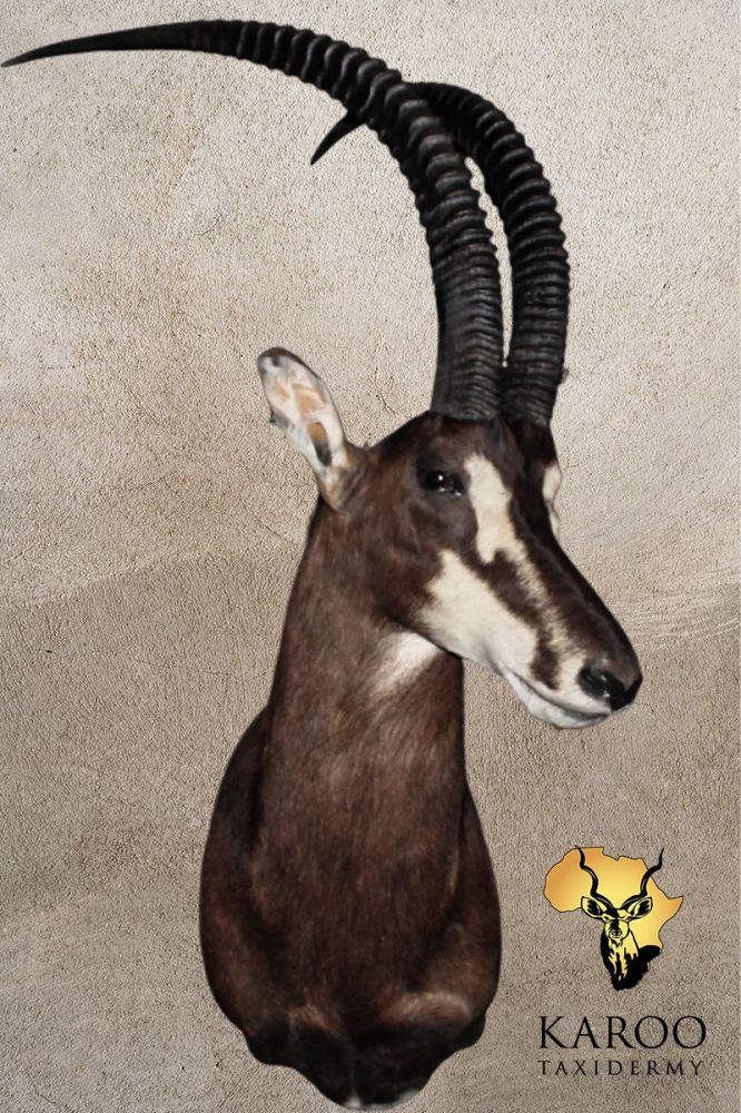Sable Shoulder Mount Looking Quarter Left