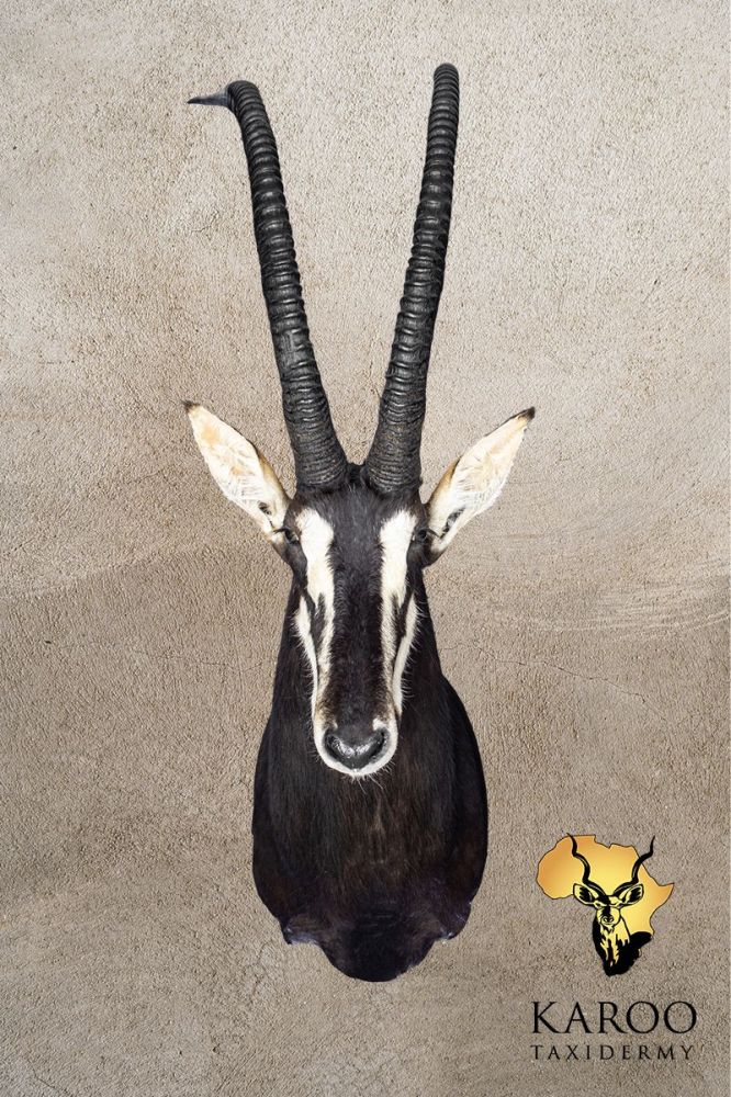 Sable Shoulder Mount Looking Straight