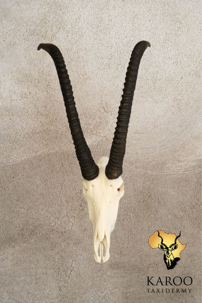 Sable Skull Bleach