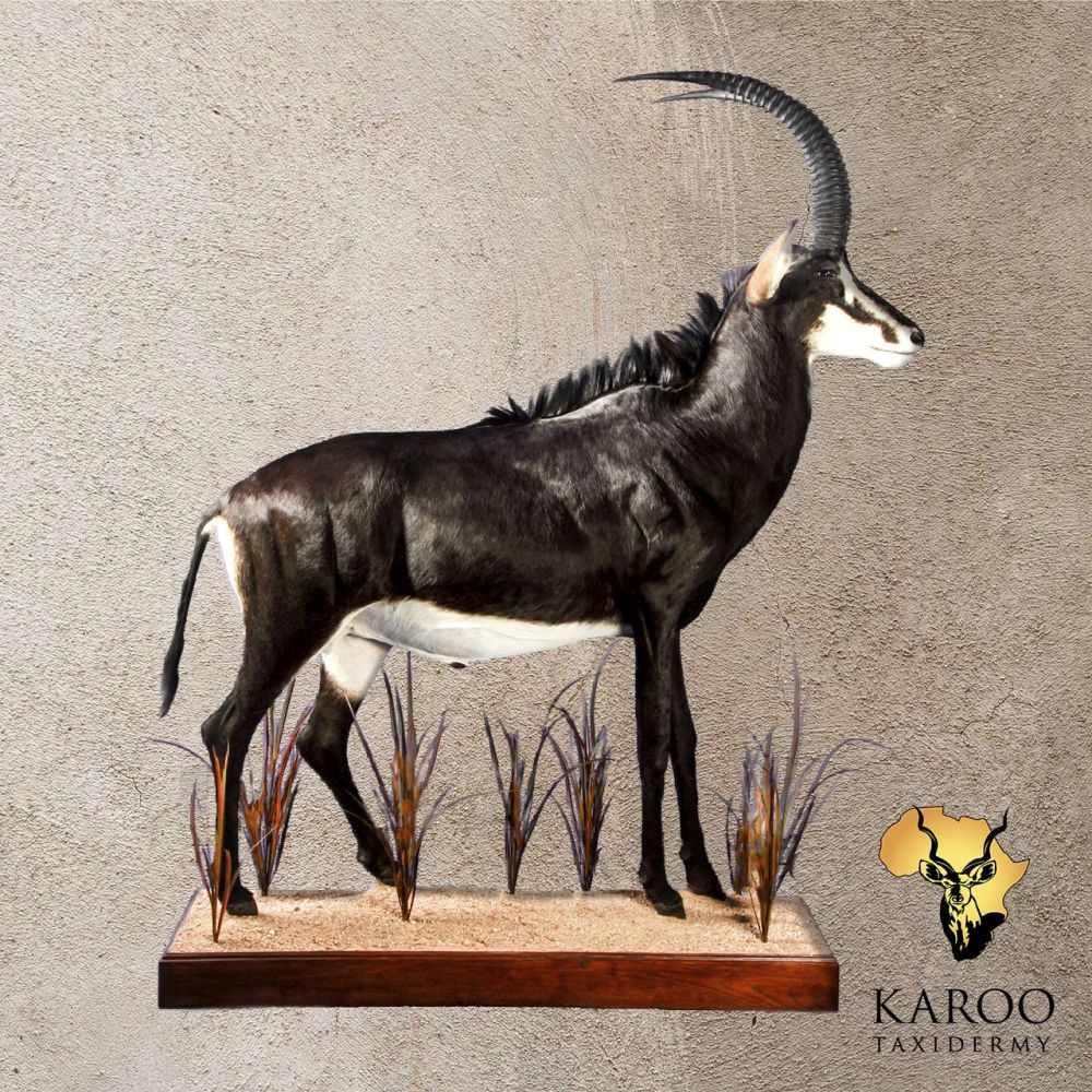 Sable Full Mounted Standing Looking Straight