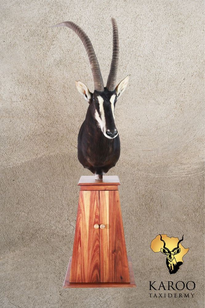 Sable Pedestal Mount Looking Eighth Left mounted on a tapered Floor Pedestal Base with Storage Doors