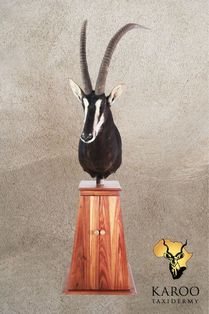 Sable Pedestal Mount Looking Eighth right mounted on a tapered Floor Pedestal Base with Storage Doors
