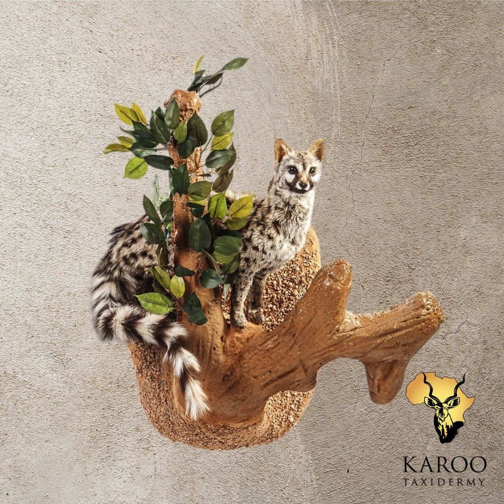 Small-Spotted Genet Full Mount &ndash; Upright, Looking Straight on a Custom Wall Habitat