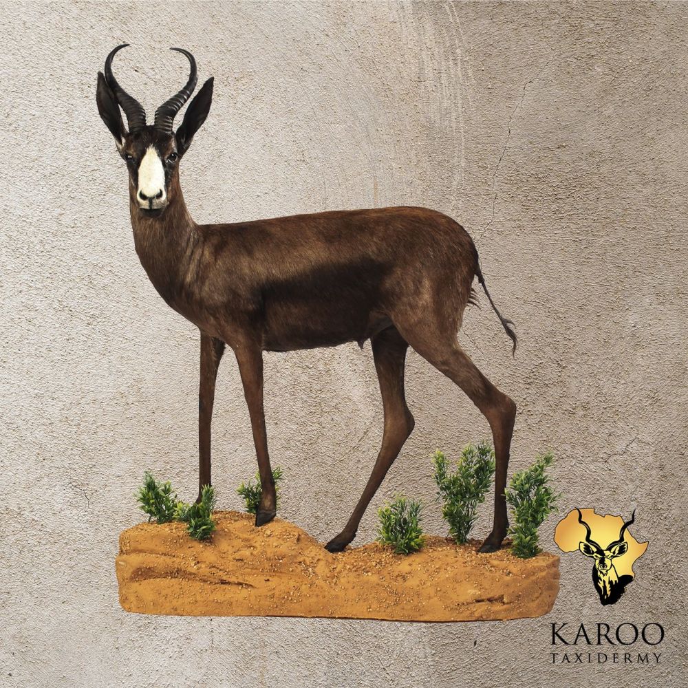 Black Springbuck Standing Full Mount &ndash; Looking 90 Degrees Left on Custom Habitat Base