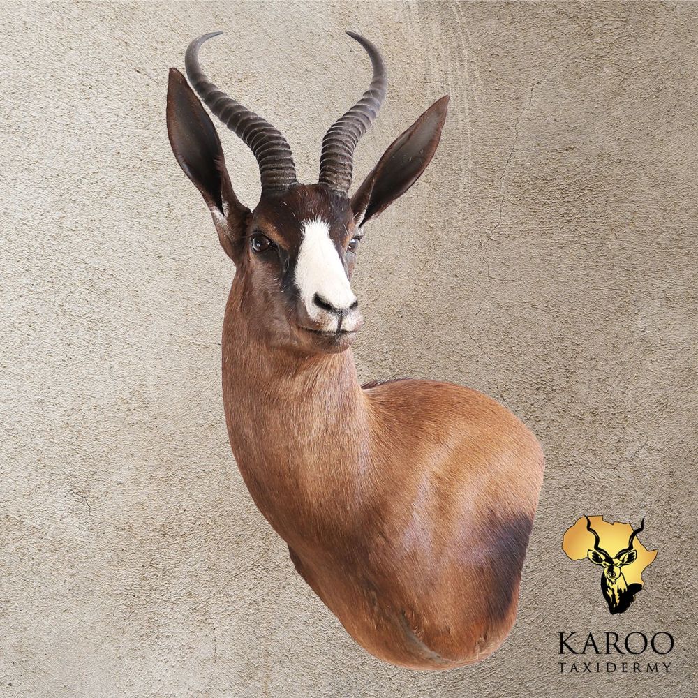 Black Springbuck Wall Pedestal &ndash; Left Turn, Looking Quarter Left