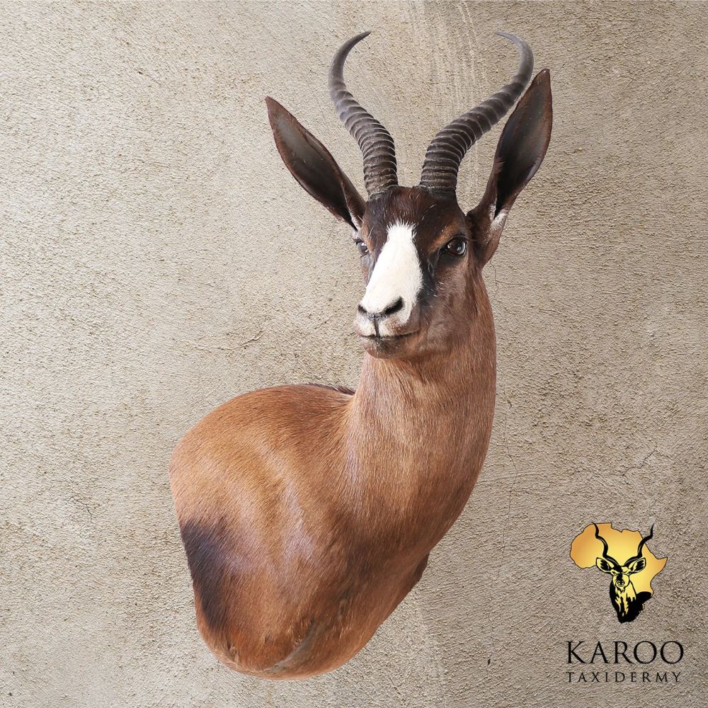 Black Springbuck Wall Pedestal &ndash; Right Turn,Looking Quarter Right